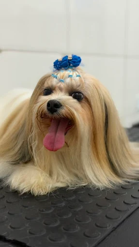 Cachorrinha após banho e tosa na Lua Clara Pet Center
