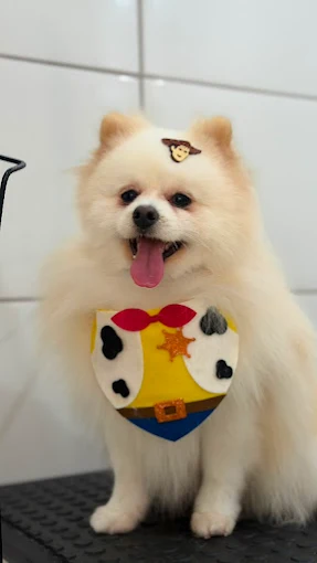 Spitz com acessório após cuidados na Lua Clara
