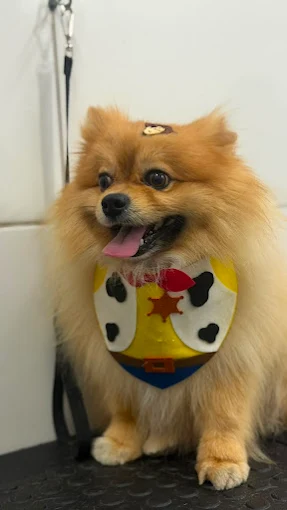 Cão de pelagem dupla cuidado pela equipe Lua Clara