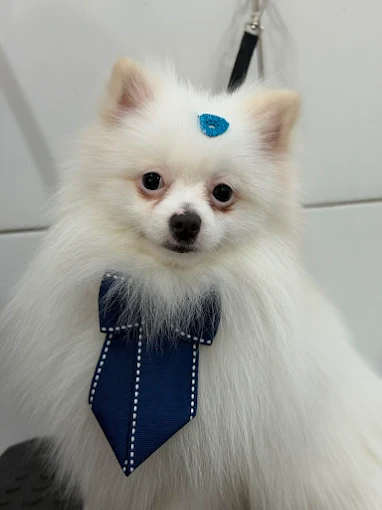 Spitz branco após banho e cuidados de pelagem