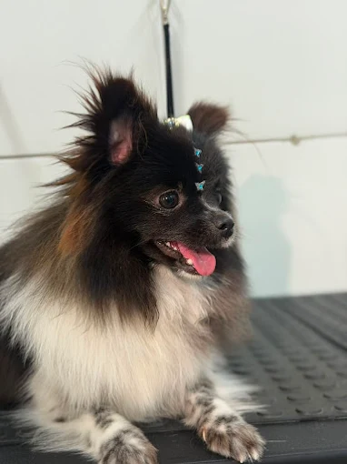 Pet com pelagem escovada na Lua Clara Pet Center