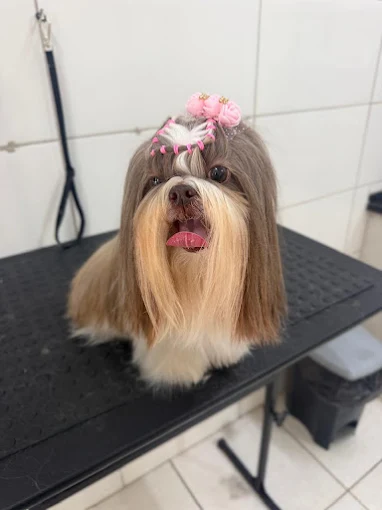 Cachorrinha com laços após banho e tosa