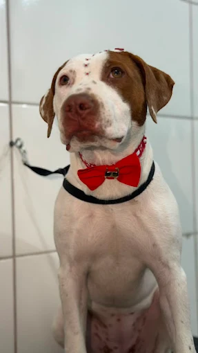 Cão com gravata após atendimento na Lua Clara