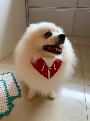 Spitz sorridente cliente da Lua Clara Pet Center