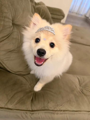 Cachorrinha branca após cuidados de banho e tosa