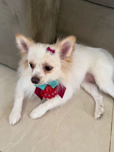 Pet com gravata colorida cuidado pela Lua Clara