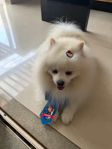 Spitz com acessório após cuidados de pelagem