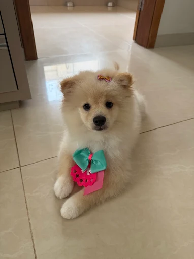 Filhote cliente da Lua Clara Pet Center