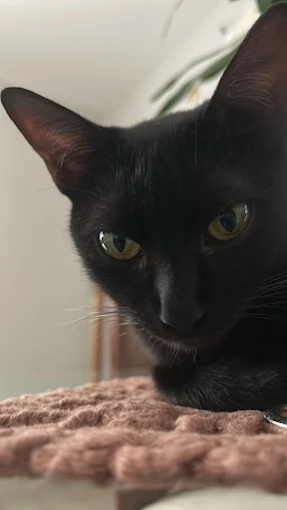 Gato preto atendido pela Lua Clara Pet Center